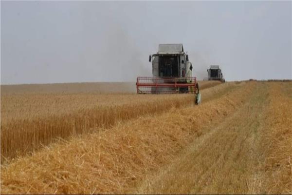 صورة لحصاد القمح المحلي 