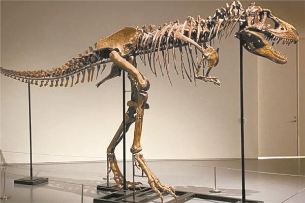 هيكل ديناصور نادر