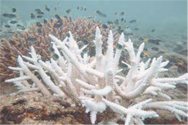  الشعاب تشهد المرجانية ابيضاضا كارثيا
