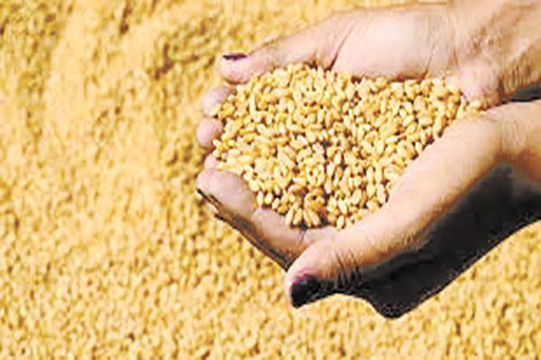 التموين: استقرار إمدادات القمح بعد انسحاب روسيا من اتفاقية الحبوب