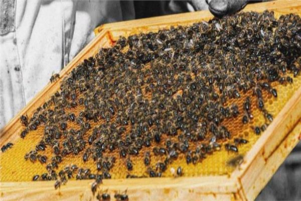 مضادات أكسدة في غراء النحل