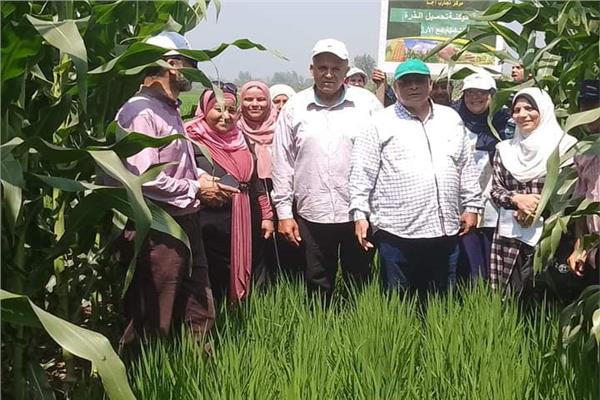 خبراء مركز البحوث ينجحون فى تحميل محصول الذرة على الأرز