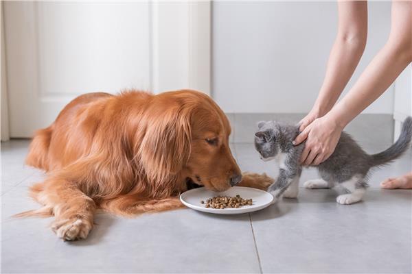 هل يمكن للقطط أن تأكل طعام الكلاب