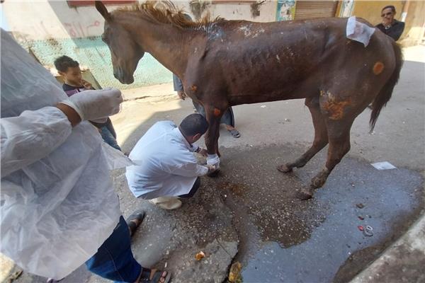 إنقاذ حصان مديرية الطب البيطرى بمحافظة الغربية