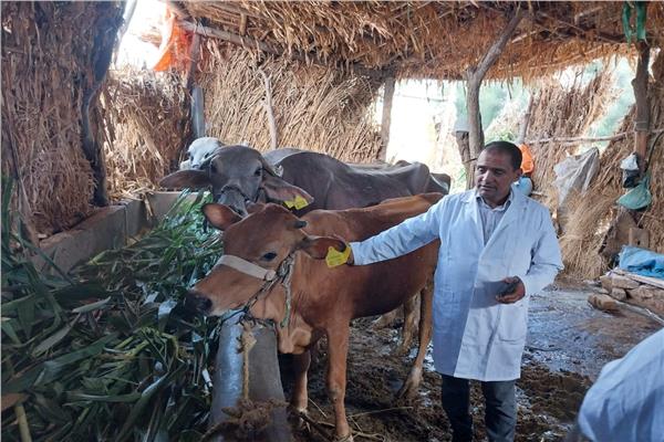 تحصين الماشية ضد مرضى الحمي القلاعية بالبحيرة