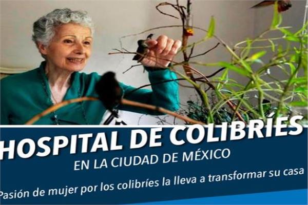 امرأة مكسيكية تحول شقتها إلى مستشفى للطائر الطنان 