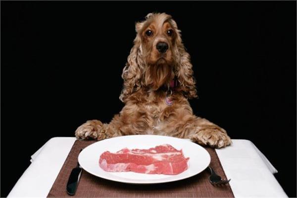 كلب أثناء تناول الطعام