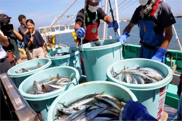 اليابان تخصص 20 مليار ين لدعم قطاع الأسماك المتضرر