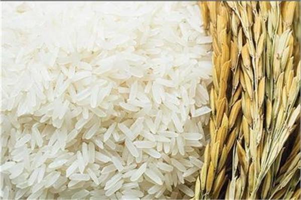 الأرز- أرشيفية