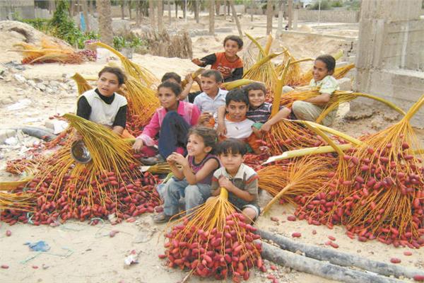 فرحة بين أطفال شمال سيناء خلال موسم حصاد التمور