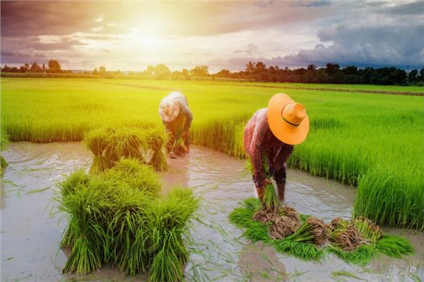 صورة أرشيفية موسم حصاد الأرز 