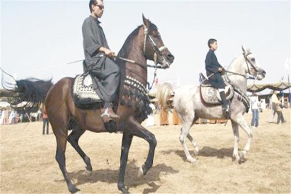 فعاليات مهرجان الشرقية للخيول العربية الأصيلة