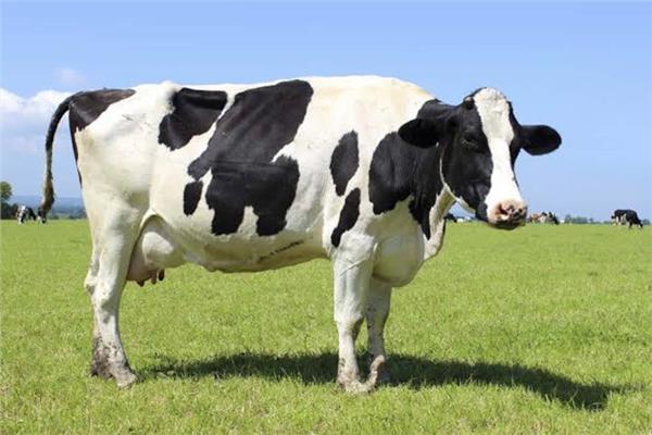 الأبقار في فرنسا 