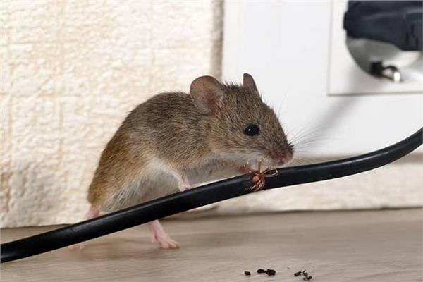 زيوت عطرية تساعد على طرد الفئران من المنزل 