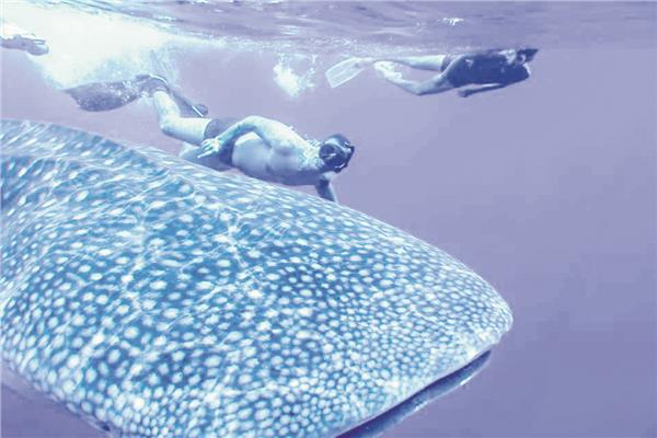 القرش الحوتى أثناء ظهوره قبالة سواحل الغردقة