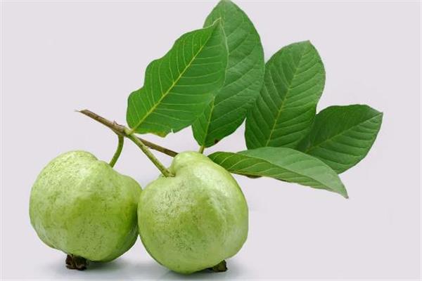 أوراق الجوافة 