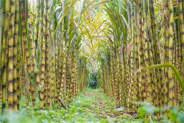 «في خدمتك»| للمزارعين - طريقة زيادة إنتاج قصب السكر