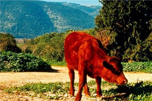 البقرة الحمراء -أرشيفية