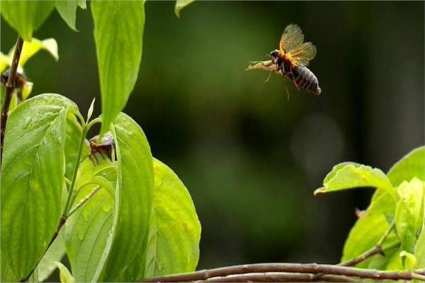 ظهور نادر لمليارات حشرات الزيز بأمريكا