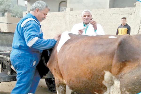 الطبيب البيطرى يتابع أبقار التسمين لإنتاج اللحوم الحمراء