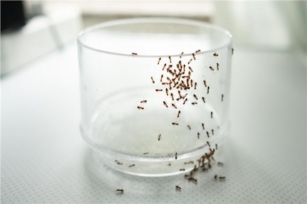 طرق فعالة لمنع دخول النمل منزلك