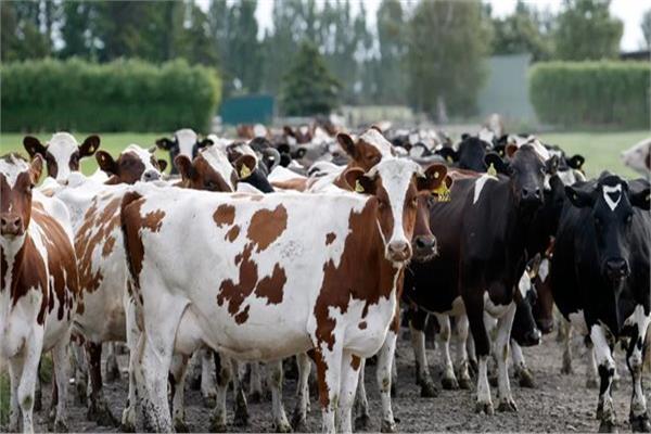 «الزراعة» تستورد 154 ألف رأس ماشية لطرحها بالمنافذ في رمضان