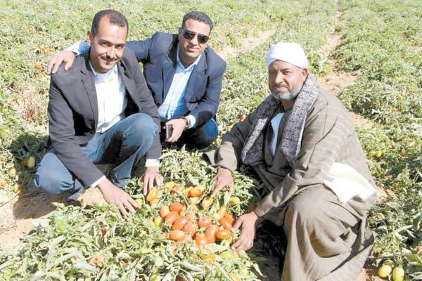 فرحة المزراعين بالإنتاج الوفير لمحصول الطماطم