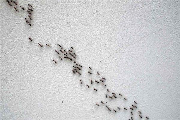 حيلة بسيطة للتخلص من النمل في منزلك