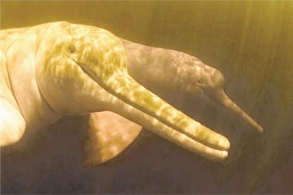 دلافين عمرها 16مليون عام
