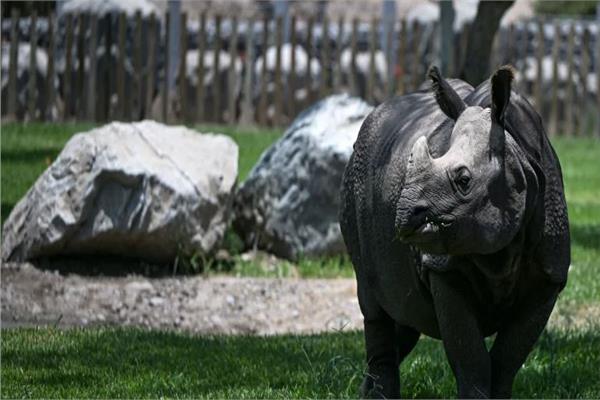 وحيد القرن الجاوي