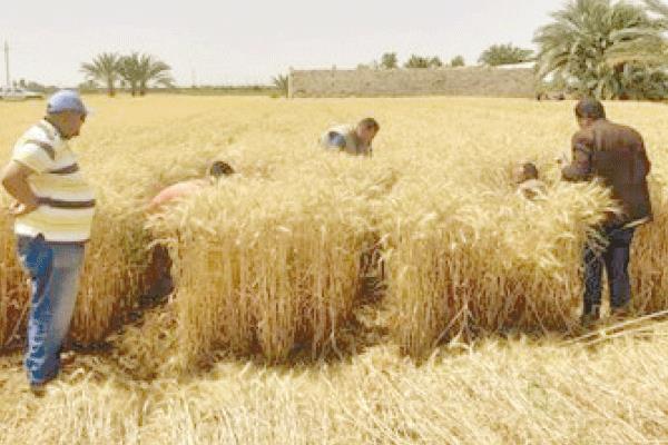 استمرار حصاد القمح فى محافظات الجمهورية