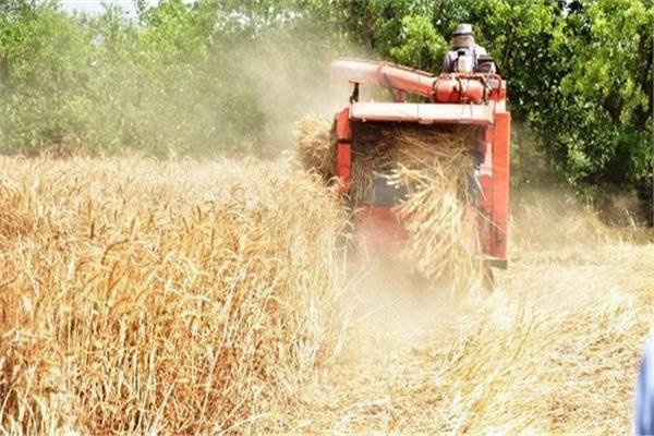 استمرار حصاد محصول القمح بالمحافظات 