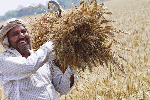 حصاد القمح بدأ وسط فرحة المزارعين بسنابل الخير