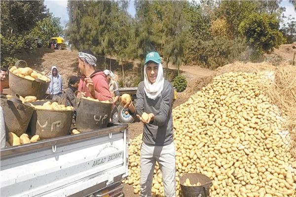 فرحة المزارعين ببدء حصاد محصول البطاطس