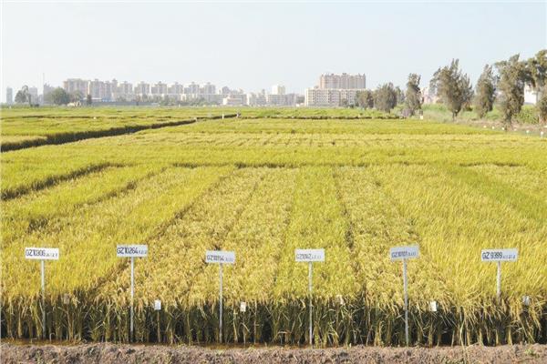 زراعة الأرز على الأراض المصرية