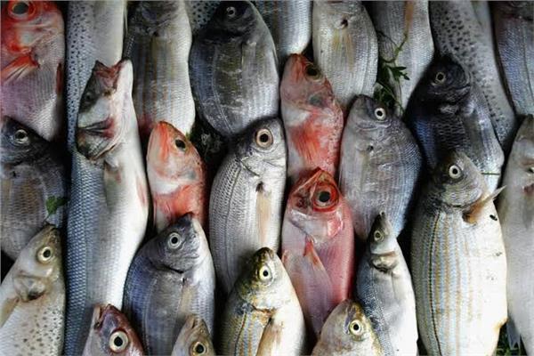 اسعار الأسماك اليوم 29 أبريل بسوق العبور