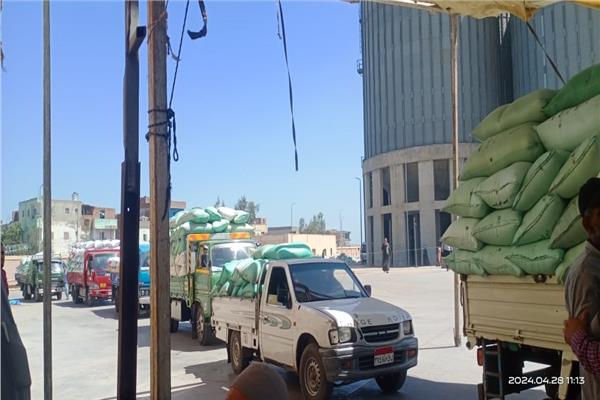 استمرار توريد القمح داخل محافظة كفر الشيخ
