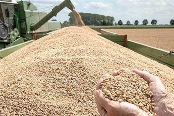 التموين تواصل استلام القمح المحلى من المزارعين مستهدفة 3.5 مليون طن