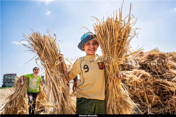 تصوير: حسام المناديلي  .. حصاد القمح والشعير في مصر 