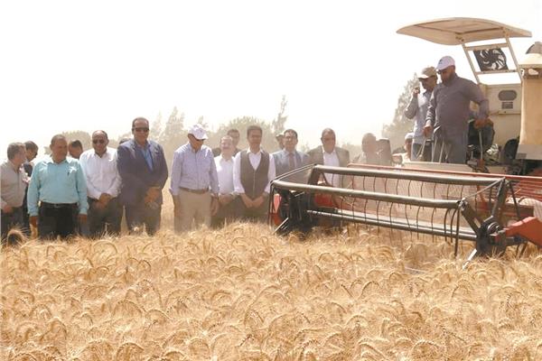 افتتاح موسم حصاد القمح بزراعة مشتهر وتوريد 70 ألف طن