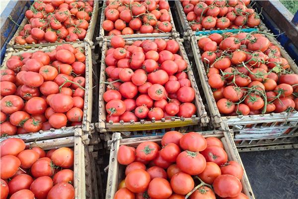 «محصول الطماطم» من أراضي الإسماعيلية لأسواق الجمهورية