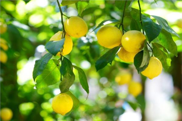 زراعة الليمون - صورة أرشيفية