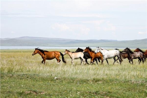 تربية الخيول في أوراسيا