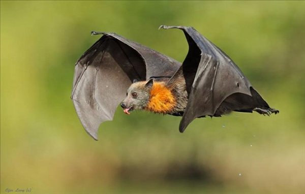 الخفاش يحتضن فيروس "سارس"