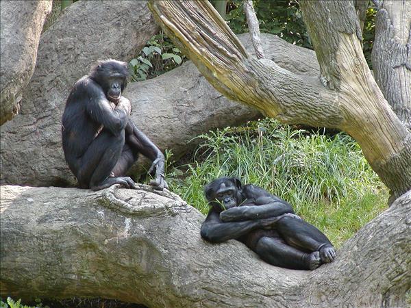 «البونوبو» أقرب القرود للإنسان