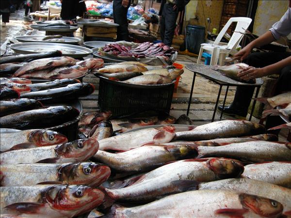 محافظ أسوان: 40% زيادة في الإنتاج السمكي لبحيرة ناصر
