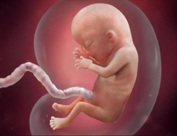 بالفيديو.. رحلة الحمل من اللحظة الأولى حتى الولادة