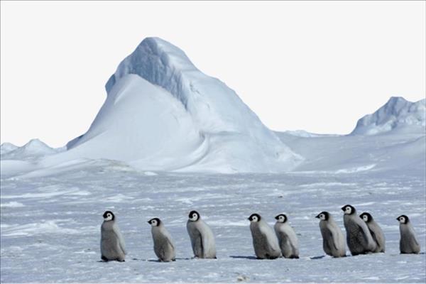 علماء بيئة يسعون لإنشاء ملاذ بحري بالمناطق القطبية الجنوبية لحماية الحيوانات