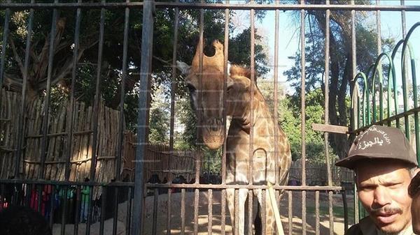 بالفيديو| مدير عام حدائق الحيوان يكشف خطة الرعاية لـ «أنثى ياسو» 