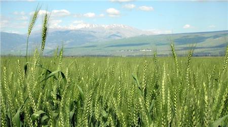 «الزراعة»: ارتفاع المساحات المنزرعة بمحصول القمح هذا الموسم